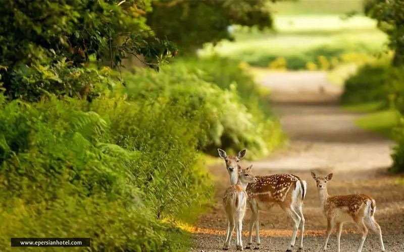 محوطه پارک آهوان کیش
